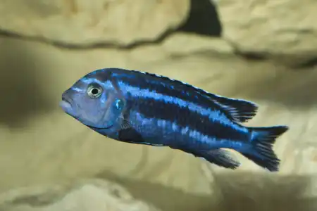 Fotografie druhu Pseudotropheus cyaneorhabdos