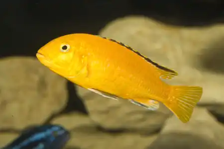 Fotografie druhu Labidochromis caeruleus Yellow