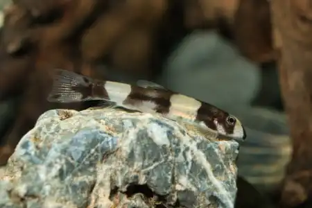 Fotografie druhu Yaoshania pachychilus