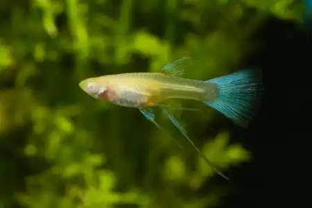 Fotografie druhu Poecilia reticulata Sky Blue Ribbon Fin