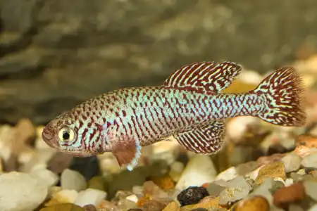 Nothobranchius kadleci