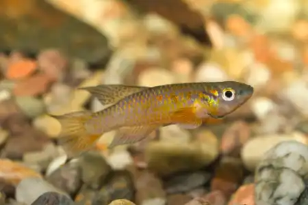 Aphyosemion volcanum