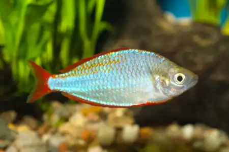 Fotografie druhu Melanotaenia praecox