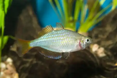 Fotografie druhu Melanotaenia praecox