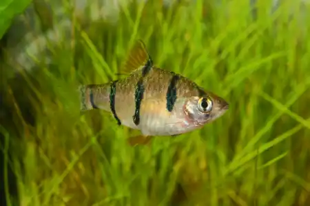 Desmopuntius pentazona