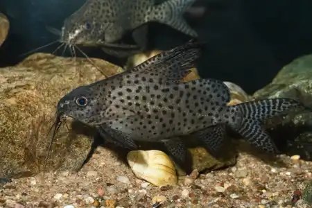 Synodontis velifer
