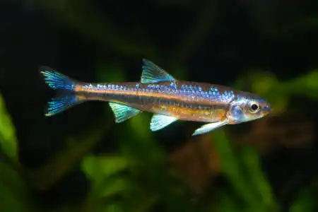 Fotografie druhu Hydrophlox chrosomus