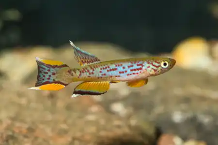 Aphyosemion australe