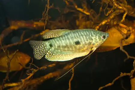 Fotografie druhu Trichopodus trichopterus