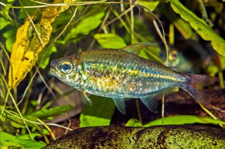 Fotografie druhu Hemigrammus collettii