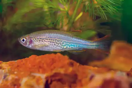 Fotografie druhu Danio kyathit