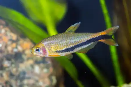 Inpaichthys luizae