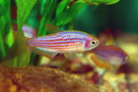 Fotografie druhu Inpaichthys parauapiranga