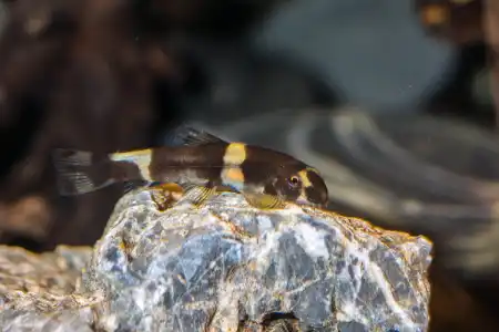Fotografie druhu Yaoshania pachychilus