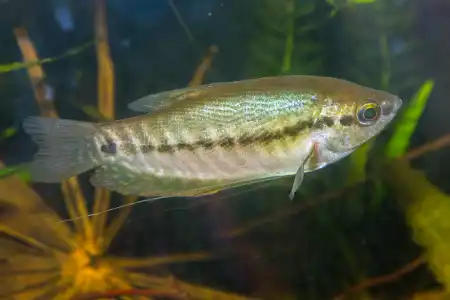 Fotografie druhu Trichopodus pectoralis