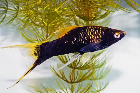 Fotografie druhu Xiphophorus hellerii