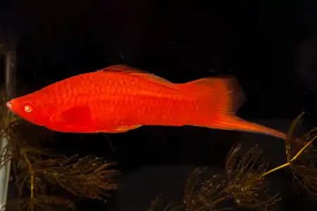 Fotografie druhu Xiphophorus hellerii