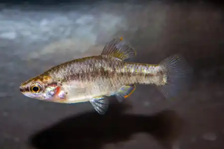 Fotografie druhu Zoogoneticus quitzeoensis