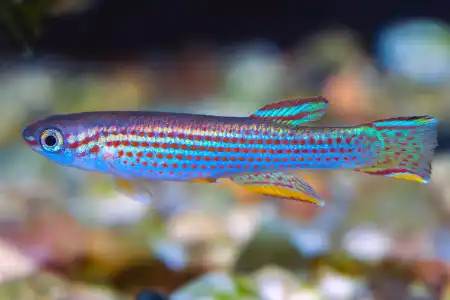 Fotografie druhu Aphyosemion striatum