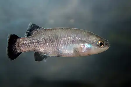 Fotografie druhu Characodon lateralis