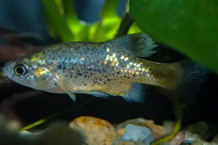 Fotografie druhu Xenotoca variata