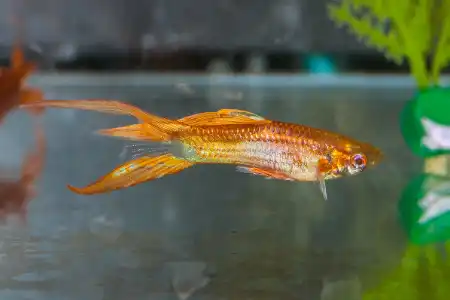 Fotografie druhu Poecilia reticulata