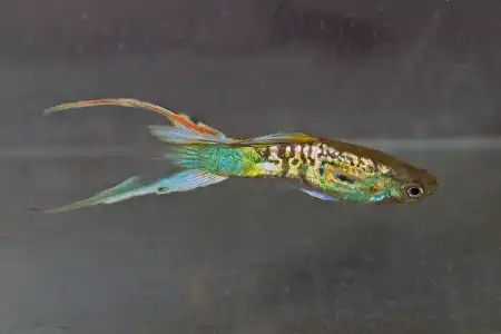 Fotografie druhu Poecilia reticulata