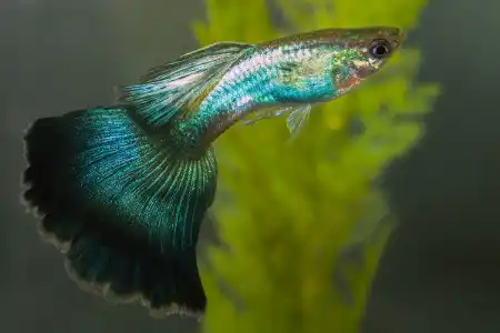Fotografie druhu Poecilia reticulata