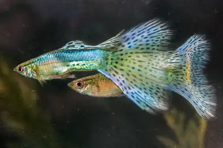 Fotografie druhu Poecilia reticulata