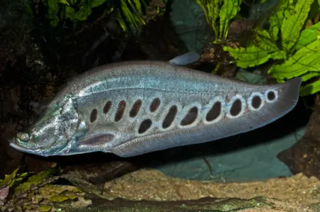 Fotografie druhu Chitala ornata