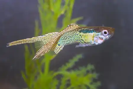 Fotografie druhu Poecilia reticulata
