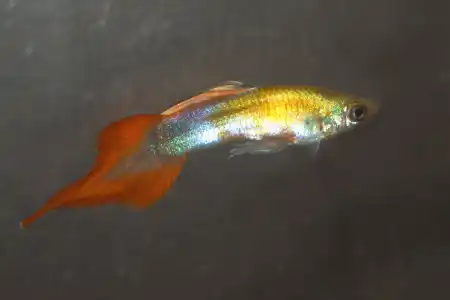 Fotografie druhu Poecilia reticulata