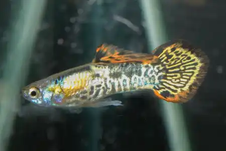 Fotografie druhu Poecilia reticulata