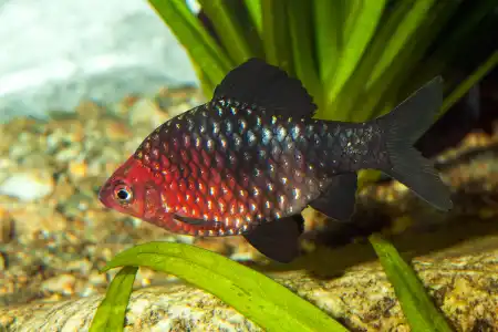 Fotografie druhu Pethia nigrofasciata