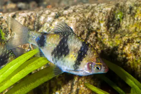 Fotografie druhu Pethia nigrofasciata