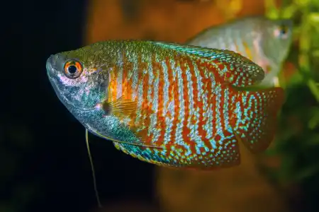 Fotografie druhu Trichogaster fasciata