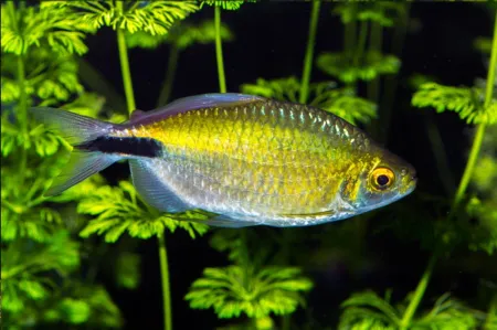 Fotografie druhu Bryconalestes longipinnis