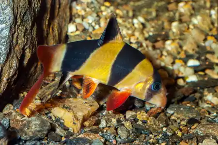 Fotografie druhu Chromobotia macracanthus