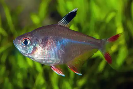 Fotografie druhu Megalamphodus rosaceus