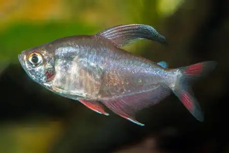 Fotografie druhu Megalamphodus rosaceus