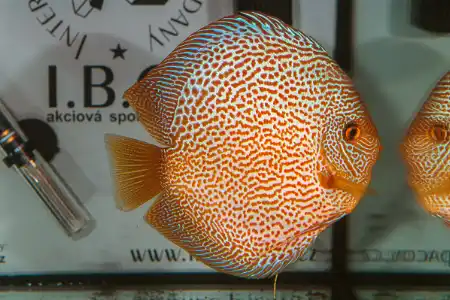 Symphysodon sp.
