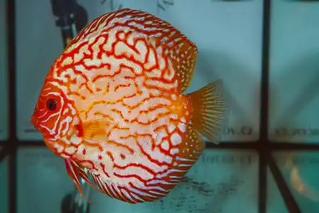 Fotografie druhu Symphysodon sp.