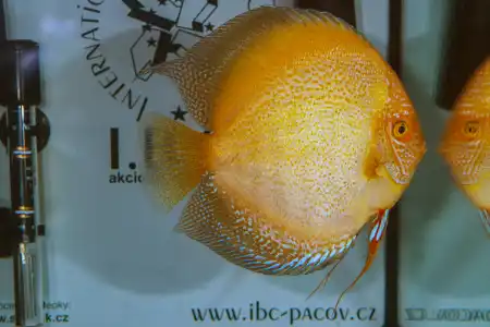 Fotografie druhu Symphysodon sp.