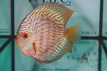 Fotografie druhu Symphysodon sp.
