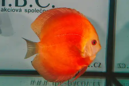 Fotografie druhu Symphysodon sp.