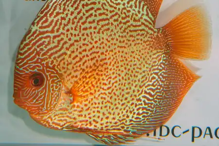 Fotografie druhu Symphysodon sp.