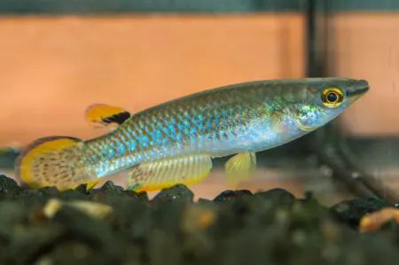 Fotografie druhu Aplocheilus panchax