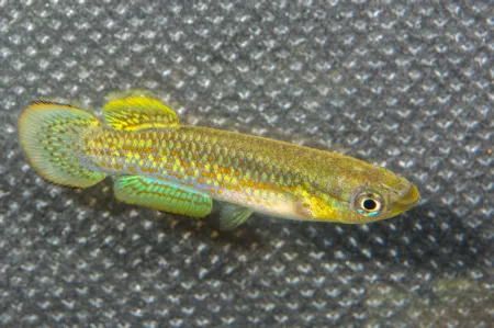 Fotografie druhu Pachypanchax playfairii