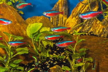 Fotografie druhu Paracheirodon axelrodi