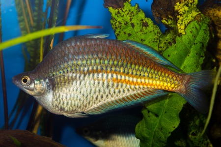 Fotografie druhu Glossolepis ramuensis